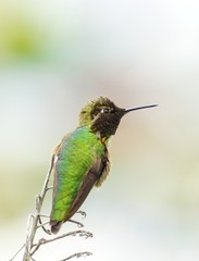 Anna's hummingbird