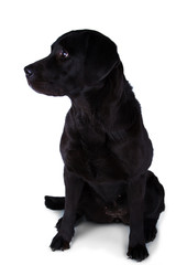 Black labrador