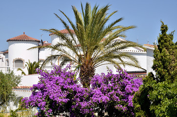 Palm tree and bougainvillea in Spain
