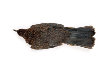 Amsel von oben gesehen