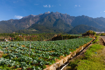 Fototapeta na wymiar Mt Kinabalu and vegetable field at Kundasang, sabah,Malaysia