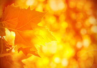 Naklejka na ściany i meble Autumnal foliage background