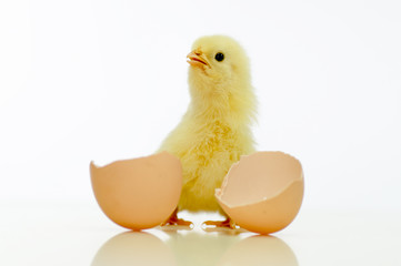 Hühnerküken mit Eierschalen blickt fragend in die Welt