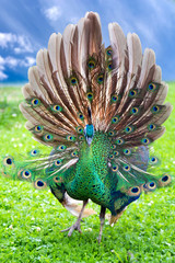Obraz premium Beautiful young peacock