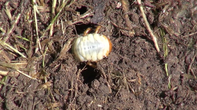 may-bug Melolontha melolontha larva in garden soil