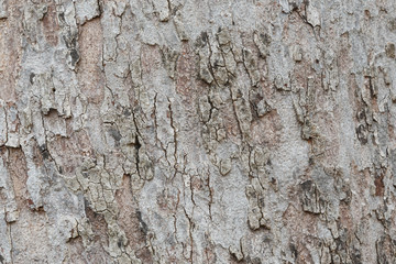 Tree bark texture wallpaper and background