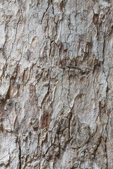 Tree bark texture wallpaper and background
