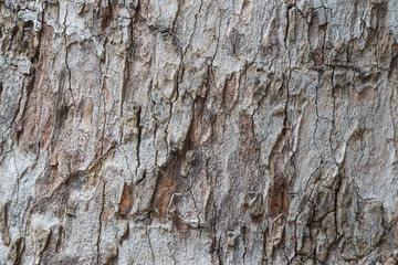 Tree bark texture wallpaper and background