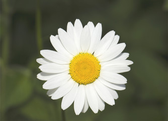 Obraz premium White fine camomile