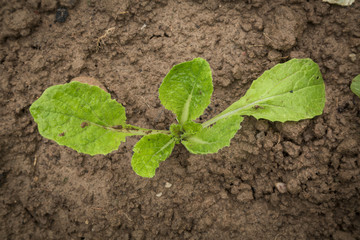 new plants grow in organic garden.