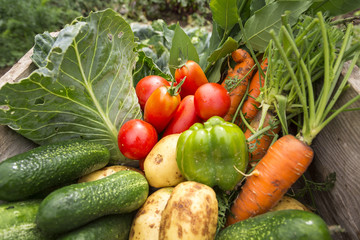 organic vegetables from my garden in a wooden box.