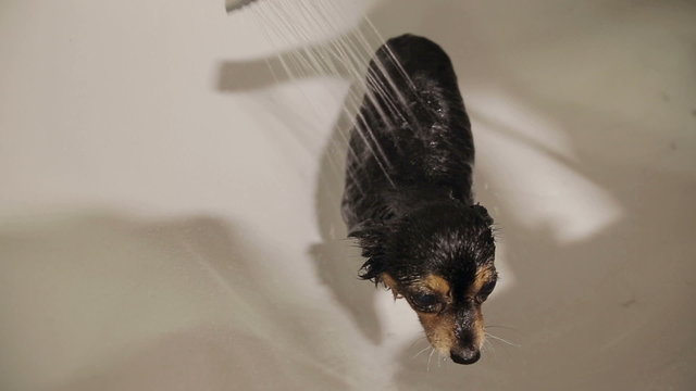 Moscow Toy Terrier Bathing