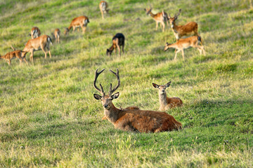 Deer whitetail and herd on a meadow in summer