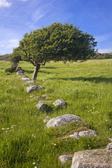 Torrs Hill Windswept Tree in Old Wall Portrait