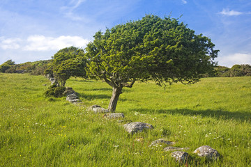 Torrs Hill Windswept Trees in Old Wall Landscape