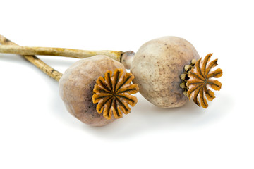 dried poppy heads isolated on white