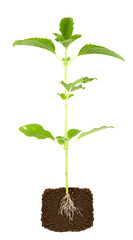 fresh basil plant with underground root visible