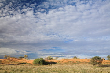 pianure della savana e desertiche kgalagadi kalahari sudafrica