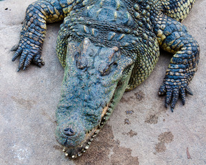 Crocodile on a farm, Thailand