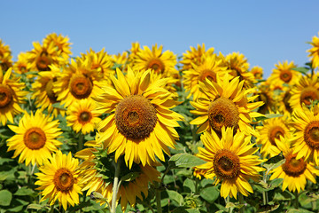 Sunflowers in the field against the blue sky.