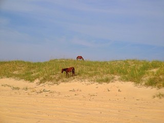 Outer Banks Wild Horses