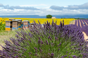 I colori della Provenza
