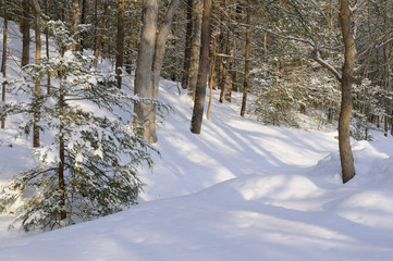 Forest in Winter