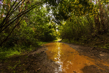 After rain view of a forest field with mimosa trees