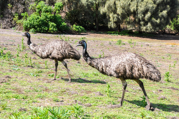 Australian emus at Tower Hill wildlife reserve (Australia)