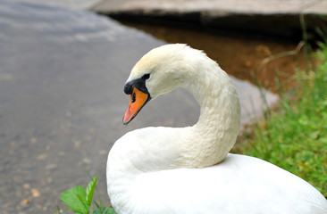 White swan on a pond