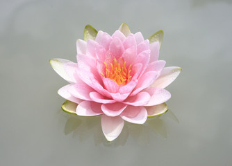 Pink Lotus flower or Waterlily