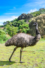 Australian emu at Tower Hill wildlife reserve (Australia)
