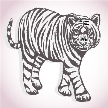 Walking tiger illustration vector art