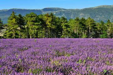 Lavender field