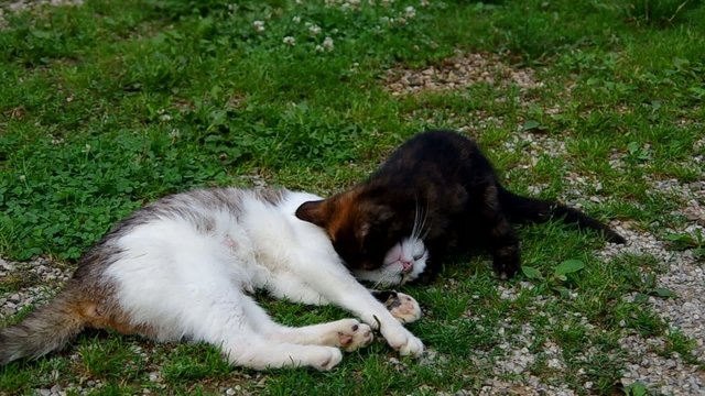 Cat and kitten resting