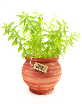 Fresh Lemon Verbena Plant In A Clay Pot