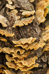 Close up view of a Turkey tail tree fungus.