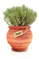 Fresh thyme plant in a clay pot