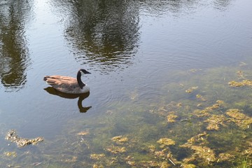 Goose on pond