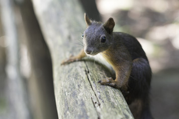Naklejka na ściany i meble Squirrel climbing on the rail