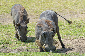 Kenia-Warzenschwein-19641