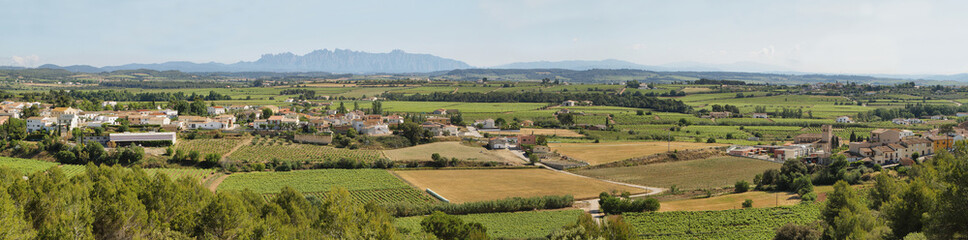 Fototapeta na wymiar Vineyards with Montserrat peaks at background