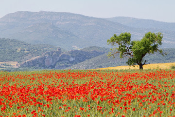 Fields of poppies with and almond tree in Catalonia, Spain
