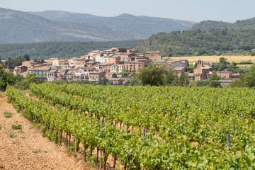 Fototapeta na wymiar Vineyards with picturesque village at background