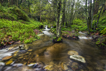 Obraz premium river stream on the beautiful Monchique