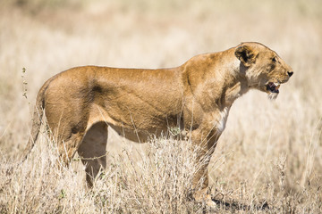 Fototapeta na wymiar Wild lion looking after prey in Serengeti