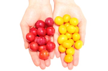 Red and yellow mirabelle in hand of woman. White background