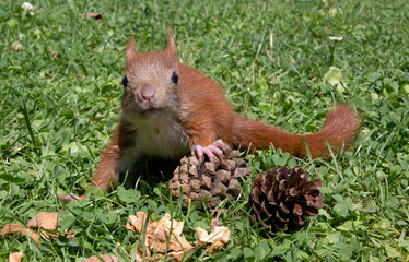 kleines Eichhörnchen