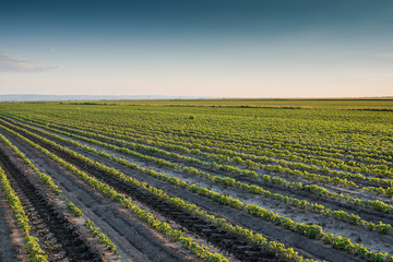 Soybean Field
