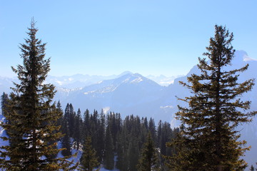 Alpenpanorama zwischen zwei Tannen